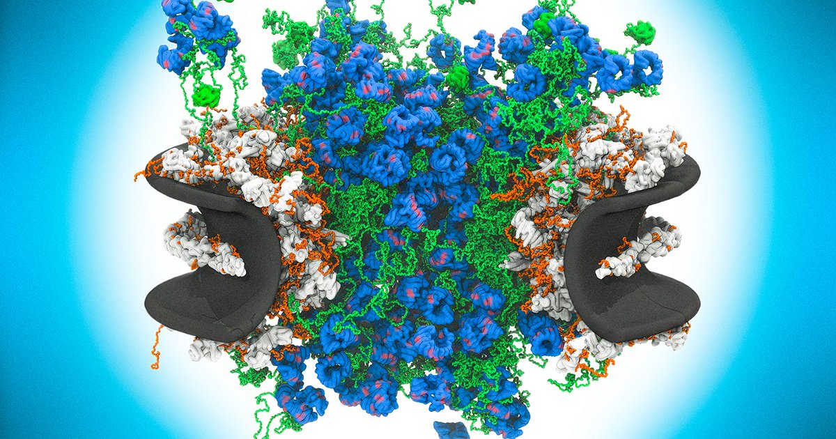 Cellular Gatekeepers: How Molecular Chaos Powers the Nuclear Pore Complex