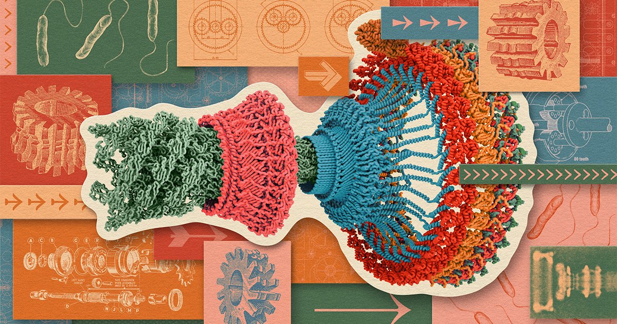 Decoding the Bacterial Engine: How a Microscopic Motor Reveals Life's Physical Forces