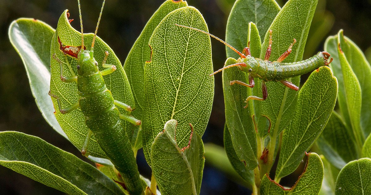 Ecotypes: How Hyperlocal Adaptations Preserve a Species' Genetic Past