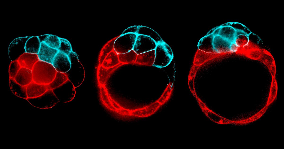 Nature's Fracture Patterns: How Cracking and Breaking Shape Living Tissues