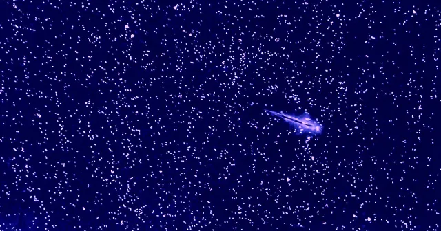 Brine Shrimp Experiments Reveal a Reversible Energy Flow in Turbulence