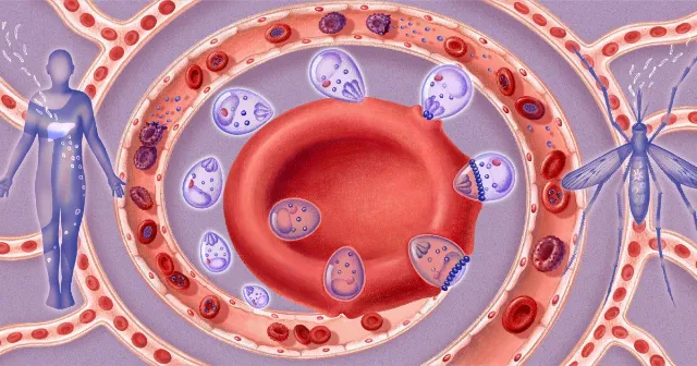 Malaria Parasite's Invisible Entry Doors Revealed by New Imaging
