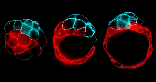 Nature's Fracture Patterns: How Cracking and Breaking Shape Living Tissues