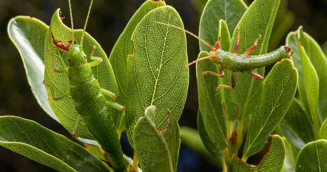 Ecotypes: How Hyperlocal Adaptations Preserve a Species' Genetic Past